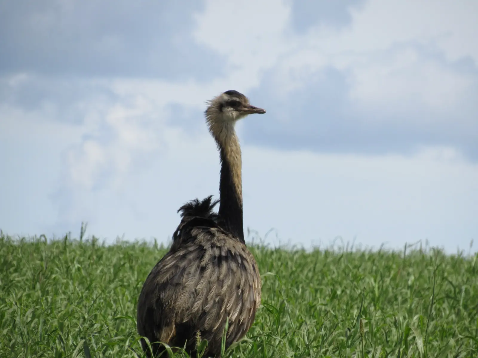 Estudos de fauna